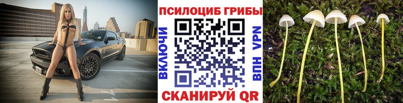 купить наркотик  Ковров  Галлюциногенные грибы Magic Shrooms 
